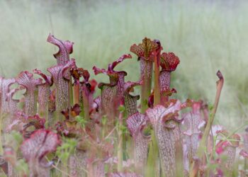 The power of Sarracenia Purpurea (Purple Pitcher Plant)