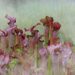 The power of Sarracenia Purpurea (Purple Pitcher Plant)