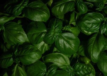 The many health benefits of Tulsi Tea