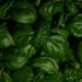 The many health benefits of Tulsi Tea