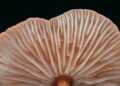 Understanding the Science and Growth of Termitomyces