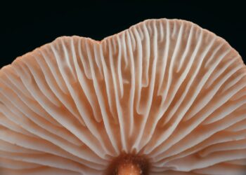 Understanding the Science and Growth of Termitomyces