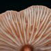 Understanding the Science and Growth of Termitomyces
